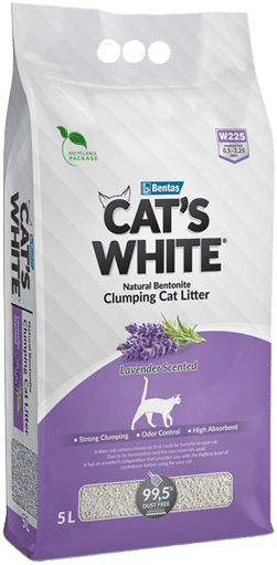 CATS WHITE LAVENDER